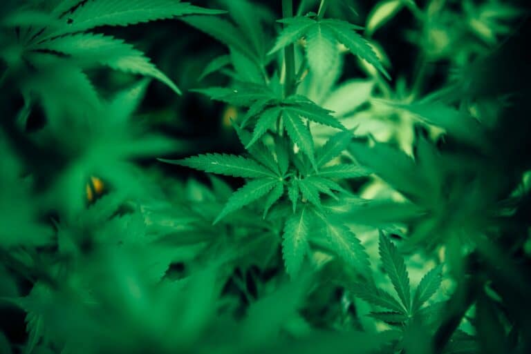 2021 May Be A Good Year For The Cannabis/Marijuana Sector
